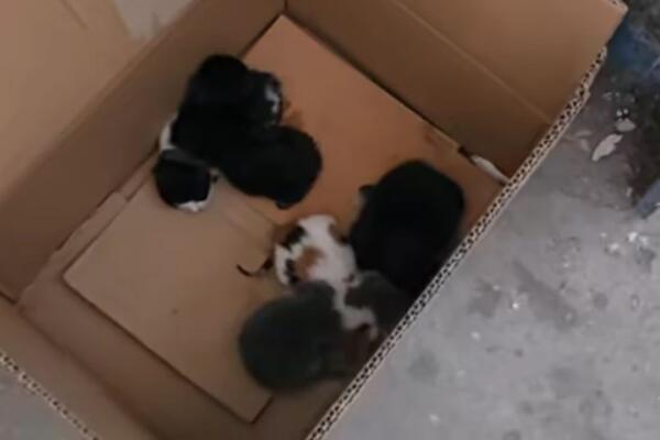 Ljudski odron bacio mačiće kao poslednje smeće: U kontejneru za papir pronađene tek rođene životinjice (VIDEO)