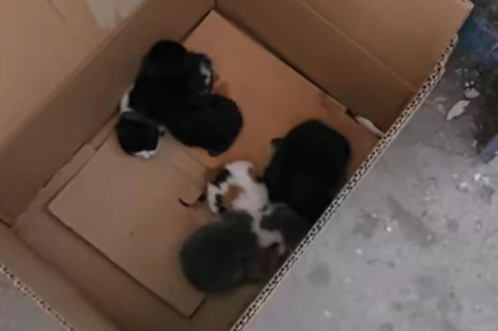 Ljudski odron bacio mačiće kao poslednje smeće: U kontejneru za papir pronađene tek rođene životinjice (VIDEO)