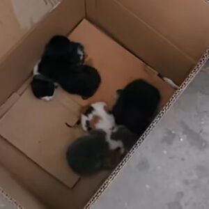 Ljudski odron bacio mačiće kao poslednje smeće: U kontejneru za papir pronađene tek rođene životinjice (VIDEO)