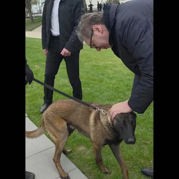 "MILUTIN JE TAKOĐE DOBRA KOBRA, OPASAN, OPAK, ODAN DO KRAJA": Oglasio se predsednik Vučić na Instagramu! (VIDEO)