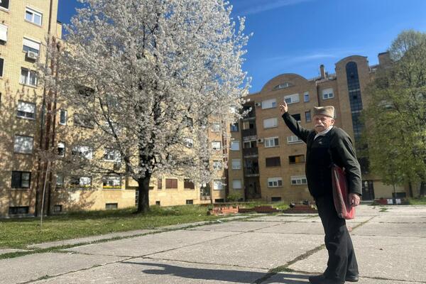 Mirko iz Čačka posadio drvo pre 33 godine: Odužio se prirodi na najlepši način - ponosno stoji ispred gorostasa