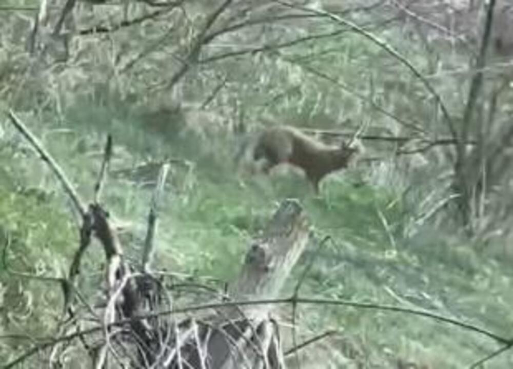 U SELU SEVCE SE POJAVILA DIVLJA ZVER KOJU NIKO NIKADA NIJE VIDEO! Snimljena je, ni lovci ne razumeju OTKUD TU!