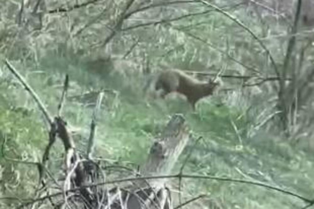U SELU SEVCE SE POJAVILA DIVLJA ZVER KOJU NIKO NIKADA NIJE VIDEO! Snimljena je, ni lovci ne razumeju OTKUD TU!