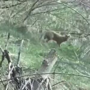 U SELU SEVCE SE POJAVILA DIVLJA ZVER KOJU NIKO NIKADA NIJE VIDEO! Snimljena je, ni lovci ne razumeju OTKUD TU!