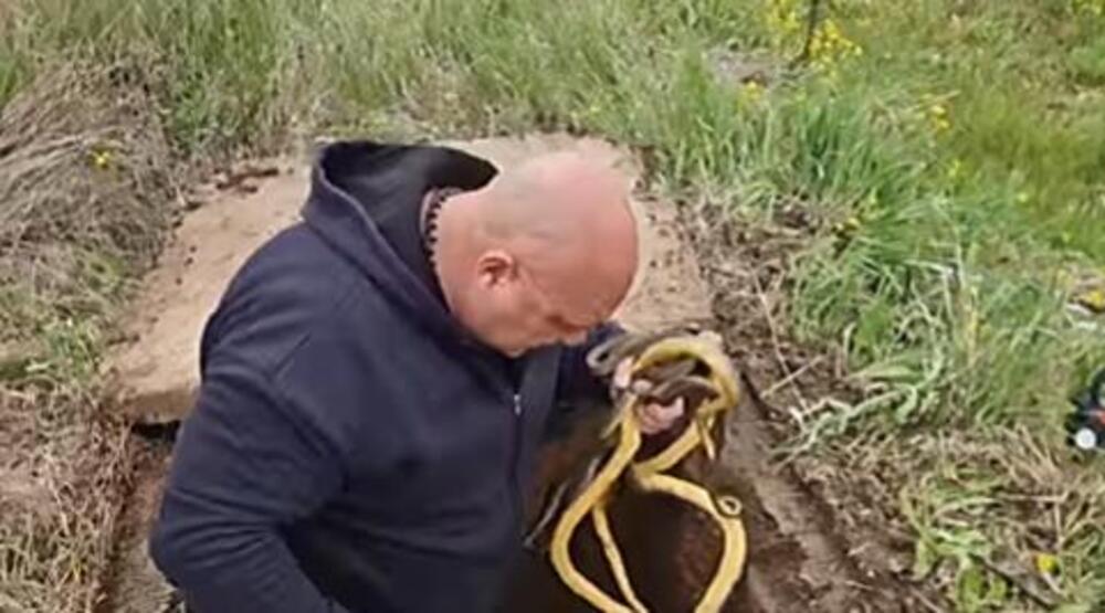 U SRBIJI VREBA JAKO OPASNA ZMIJA! Ujed je SPECIFIČAN, Vladica UPOZORIO SVE: "SAMO OVAKO ĆETE SPASITI ŽIVU GLAVU"