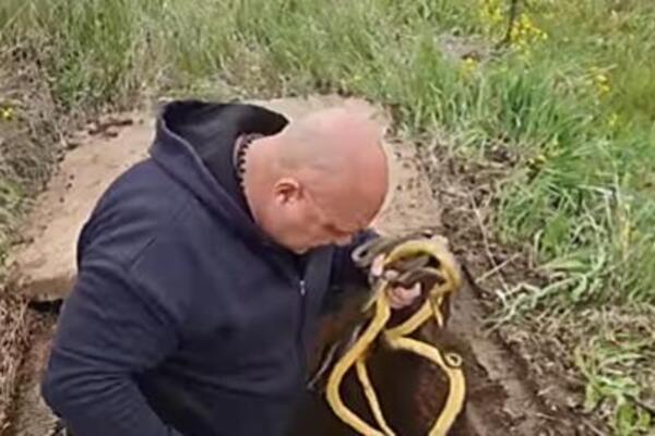 U SRBIJI VREBA JAKO OPASNA ZMIJA! Ujed je SPECIFIČAN, Vladica UPOZORIO SVE: "SAMO OVAKO ĆETE SPASITI ŽIVU GLAVU"