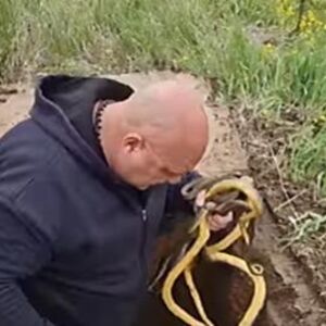 U SRBIJI VREBA JAKO OPASNA ZMIJA! Ujed je SPECIFIČAN, Vladica UPOZORIO SVE: "Samo OVAKO ĆETE SPASITI ŽIVU GLAVU"