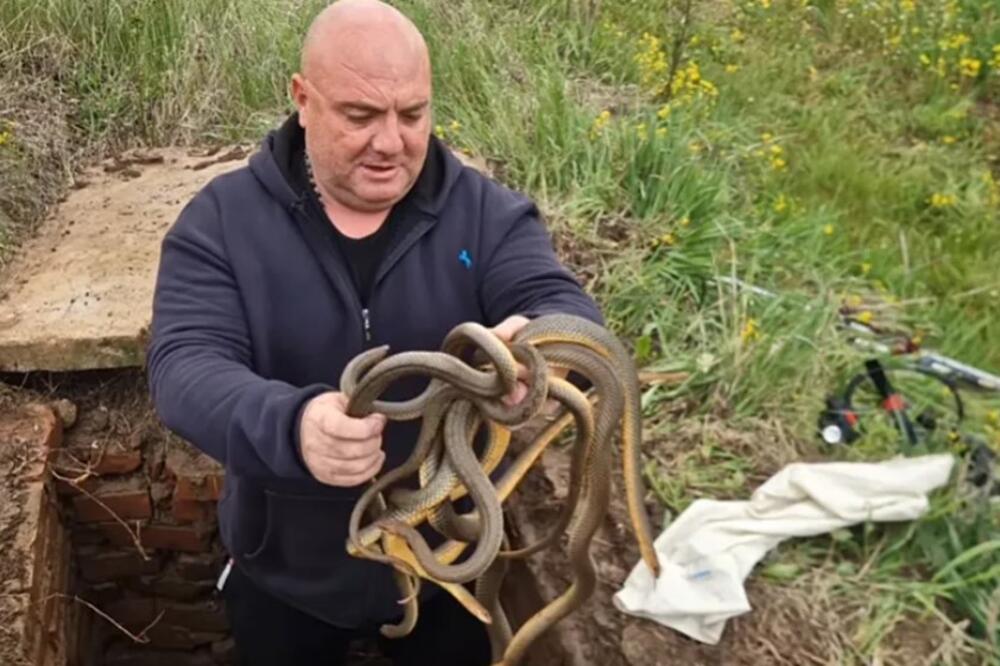 Vladica je najbolji hvatač ZMIJA: Od ovog snimka podilazi JEZA, pogledajte šta drži u ruci! (VIDEO)