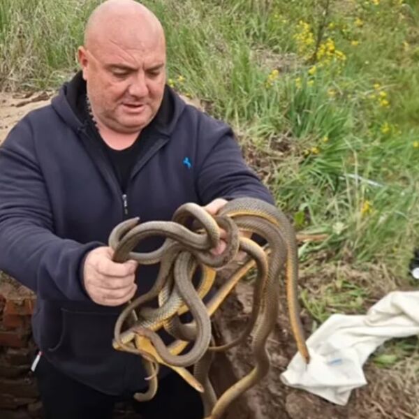 Vladica je najbolji hvatač ZMIJA: Od ovog snimka podilazi JEZA, pogledajte šta drži u ruci! (VIDEO)