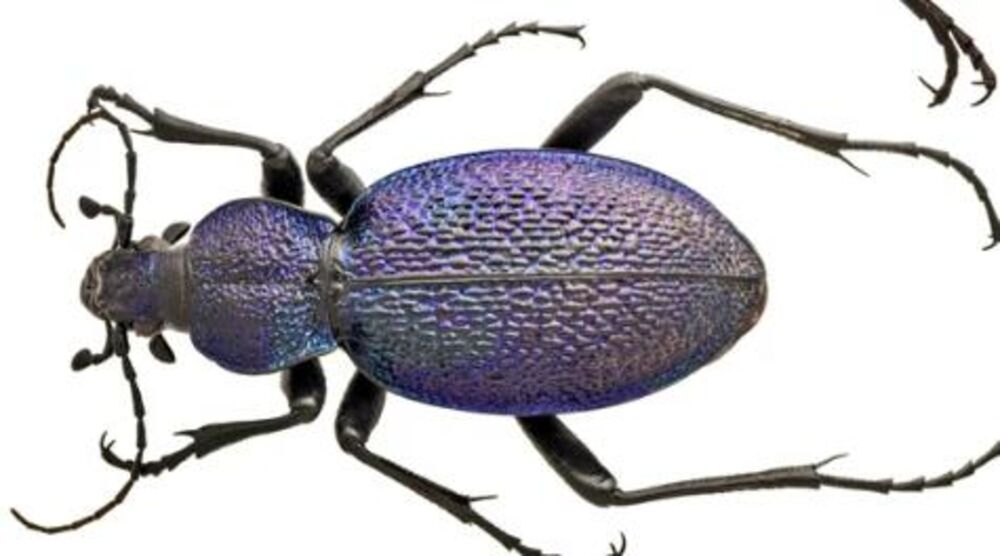 Veliki ljubičasti trčuljak