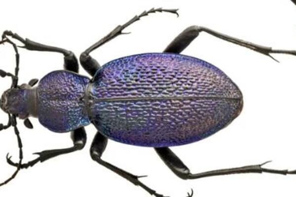 U Srbiji pronađena jedna od najkrupnijih vrsta insekata: Evo po čemu ih možete prepoznati (FOTO)