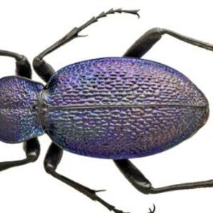 U Srbiji pronađena jedna od najkrupnijih vrsta insekata: Evo po čemu ih možete prepoznati (FOTO)