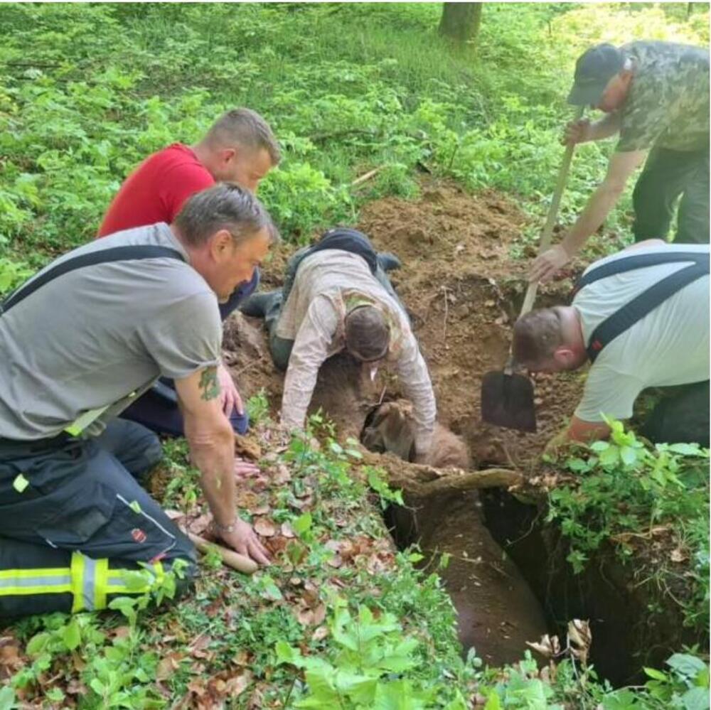 ZEMLJA PROGUTALA KOBILU I NJENOG VLASNIKA! Jahali kroz šumu, pa upali u jamu duboku preko 3 metara, nastao haos