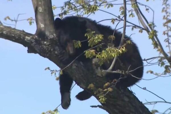 USRED GRADA SE POPEO NA DRVO, SAOBRAĆAJ ODMAH ZAUSTAVLJEN: Strašan snimak divlje životinje zapalio mreže (VIDEO)