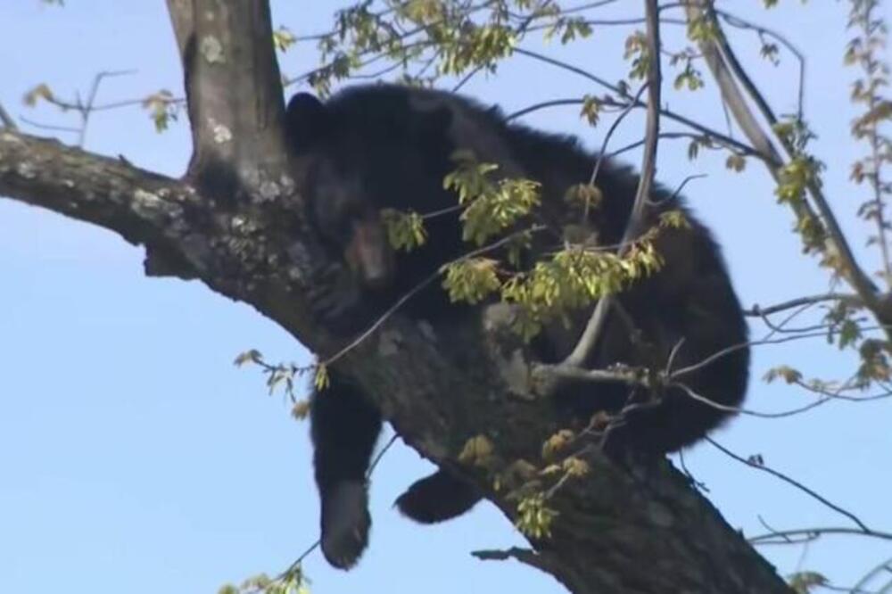 USRED GRADA SE POPEO NA DRVO, SAOBRAĆAJ ODMAH ZAUSTAVLJEN: Strašan snimak divlje životinje zapalio mreže (VIDEO)