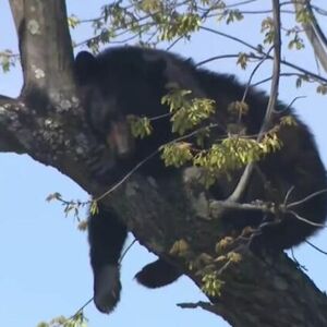 USRED GRADA SE POPEO NA DRVO, SAOBRAĆAJ ODMAH ZAUSTAVLJEN: Strašan snimak divlje životinje zapalio mreže (VIDEO)