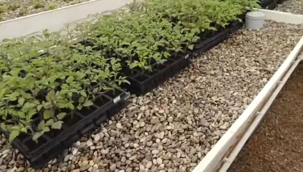 Marija Petronijević