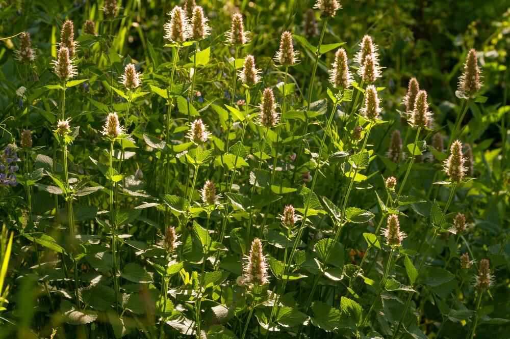 PRED ĐURĐEVDAN OBAVEZNO UNESITE OVU BILJKU U DOM: Veruje se da TERA MALER I ŠTITI OD BOLESTI I NESREĆE!