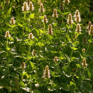PRED ĐURĐEVDAN OBAVEZNO UNESITE OVU BILJKU U DOM: Veruje se da TERA MALER I ŠTITI OD BOLESTI I NESREĆE!