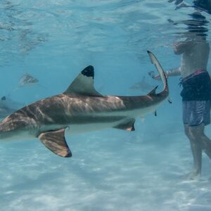 Evo kako da preživite napad ajkule! Dovoljan je ovaj 1 potez, odmah će da se okrenu od vas i odu