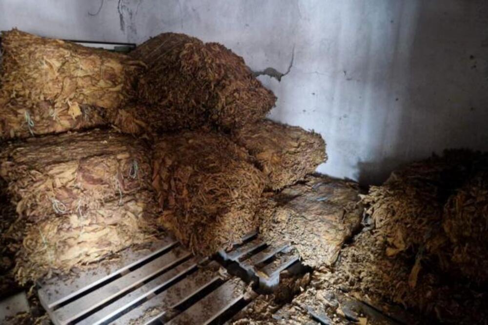 Satnica čak 630 dinara, a smeštaj potpuno besplatan! Počela berba duvana u Hrtkovcima, Živko otkrio sve detalje