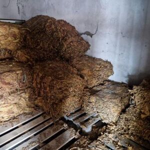 Satnica čak 630 dinara, a smeštaj potpuno besplatan! Počela berba duvana u Hrtkovcima, Živko otkrio sve detalje