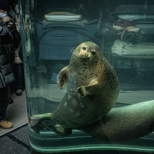 Zaposleni u Zoo vrtu u Japanu bacio telo supruge u krematorijum za životinje: Spalio je u spalionici, nije trepuno!