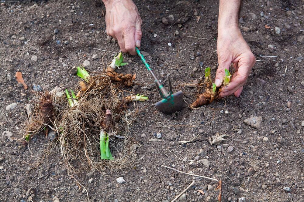 Ako u dvorištu vidite baš ovakvu rupu, verovatno se tu uvukla zmija: Svaka ima ovu 1 karakteristiku, ovo uradite!