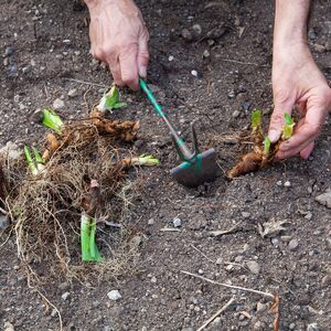 Ako u dvorištu vidite baš ovakvu rupu, verovatno se tu uvukla zmija: Svaka ima ovu 1 karakteristiku, ovo uradite!