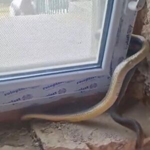 "BAŠ JE VELIKA" Domaćini se prestravili kada su je videli u kući! Vladica morao hitno da reaguje i uhvati ZMIJURINU