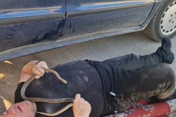 VLADICA IZVUKAO OGROMNU ZMIJU IZ MERCEDESA! Na Đurđevdan imao težak zadatak, POGLEDAJTE SAMO GDE SE SAKRILA (VIDEO)