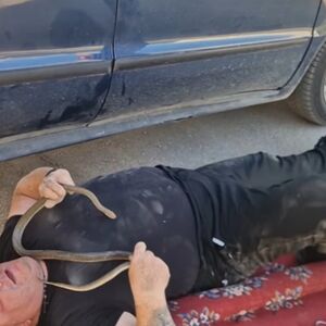 VLADICA IZVUKAO OGROMNU ZMIJU IZ MERCEDESA! Na Đurđevdan imao težak zadatak, POGLEDAJTE SAMO GDE SE SAKRILA (VIDEO)