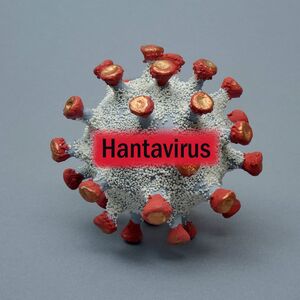 Ispovest Ivanjičanke koja je preživela opasni HANTAVIRUS: Imala sam mučninu i jake bolove, simptomi su...