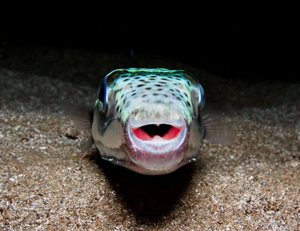 Fugu riba, Riba