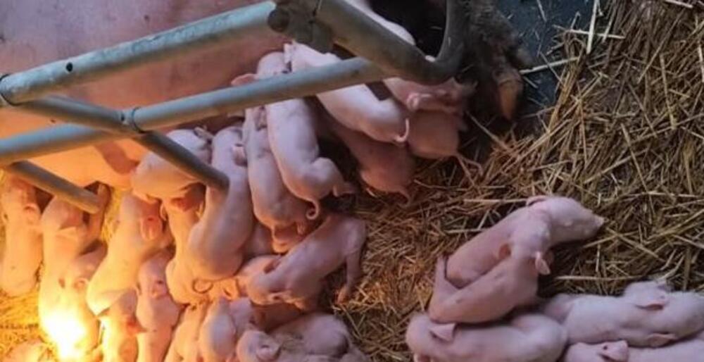 NE POSTOJI VEĆI SREĆNIK OD MARKA IZ LAĆARKA: Krmača rekorderka oprasila 33 praseta, domaćin puca od ponosa (VIDEO)