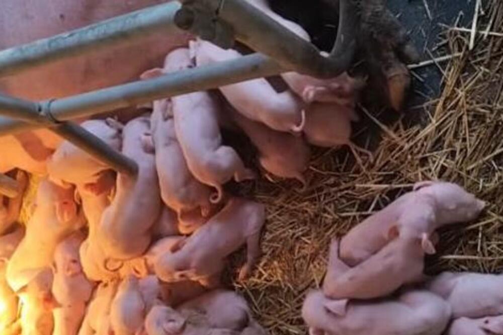 NE POSTOJI VEĆI SREĆNIK OD MARKA IZ LAĆARKA: Krmača rekorderka oprasila 33 praseta, domaćin puca od ponosa (VIDEO)