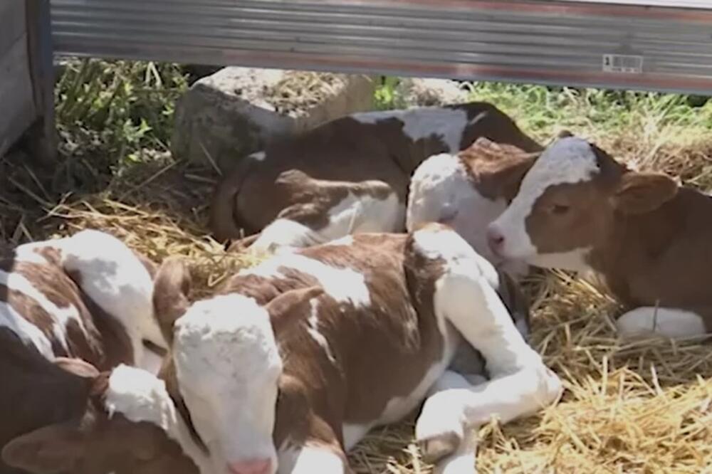 Čudo u Srbiji, kad su ušli u štalu, ljudi počeli da se krste: Gledajte samo ovo