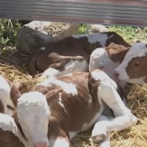 Čudo u Srbiji, kad su ušli u štalu, ljudi počeli da se krste: Gledajte samo ovo