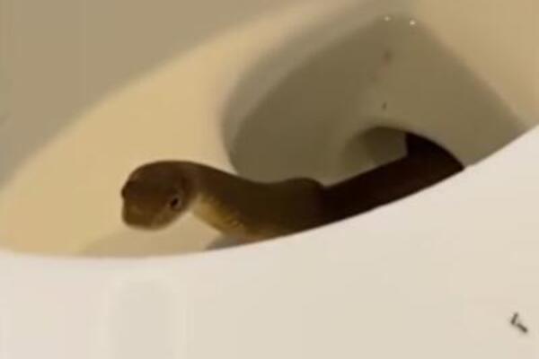 (VIDEO) LJUDIMA ISKOČILA ZMIJA IZ WC ŠOLJE! Snimili je kako se migolji, RADIO I ŠTAP: OVO JE KOŠMAR NAD KOŠMARIMA!