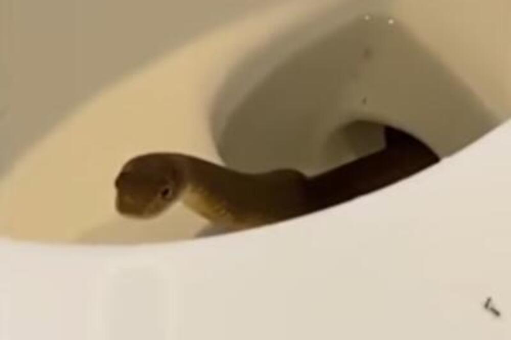 (VIDEO) LJUDIMA ISKOČILA ZMIJA IZ WC ŠOLJE! Snimili je kako se migolji, RADIO I ŠTAP: OVO JE KOŠMAR NAD KOŠMARIMA!