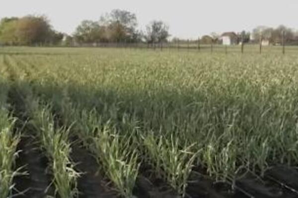 Ulaganje oko 5000 evra, a prinosi do 6 puta veći: Ko ovo bude sadio, obogatiće se