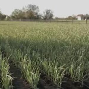 Ulaganje oko 5000 evra, a prinosi do 6 puta veći: Ko ovo bude sadio, obogatiće se