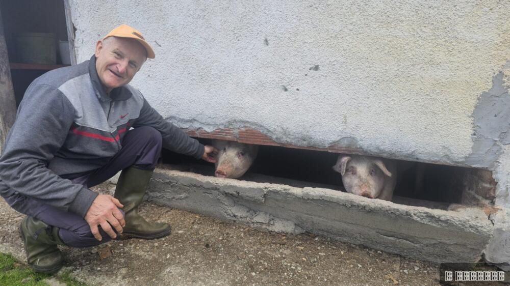ČUDO NEVIĐENO POD MALJENOM! Pogledajte kakvo prase se rodilo kod deda Boška, MNOGI BI GA ODMAH ODBACILI (FOTO)