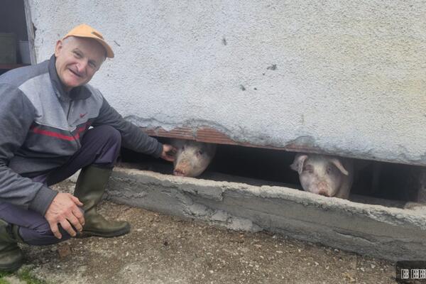 ČUDO NEVIĐENO POD MALJENOM! Pogledajte kakvo prase se rodilo kod deda Boška, MNOGI BI GA ODMAH ODBACILI (FOTO)