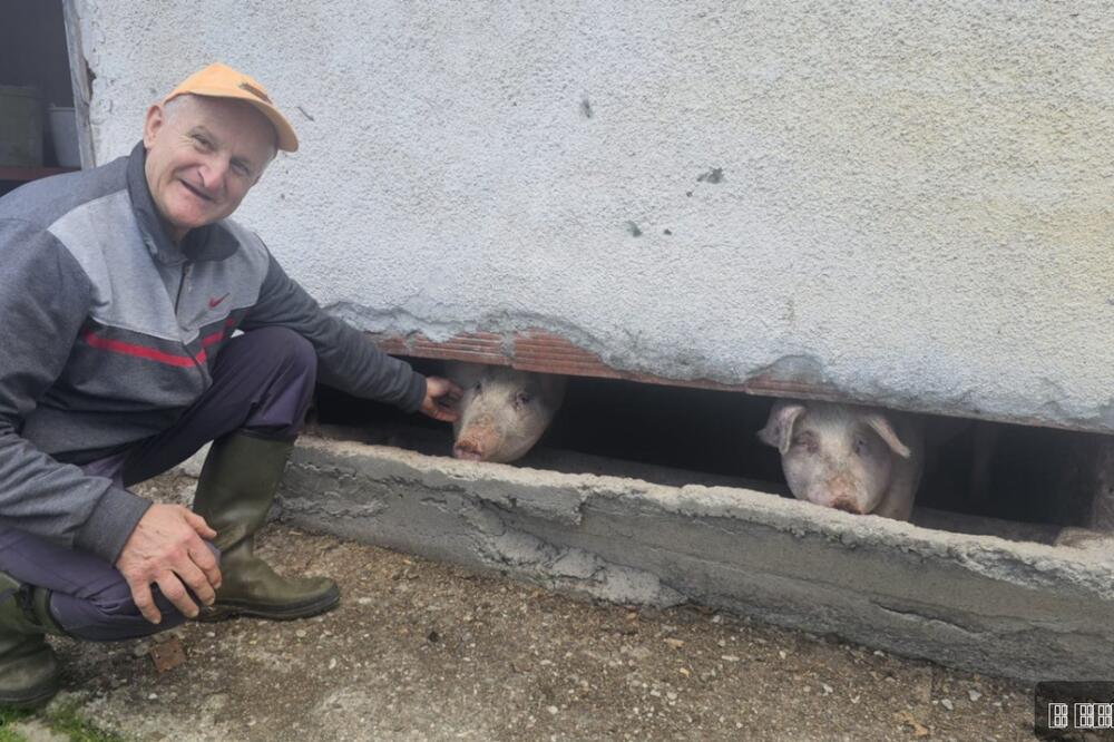 ČUDO NEVIĐENO POD MALJENOM! Pogledajte kakvo prase se rodilo kod deda Boška, MNOGI BI GA ODMAH ODBACILI (FOTO)