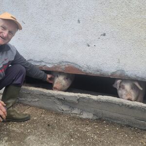 ČUDO NEVIĐENO POD MALJENOM! Pogledajte kakvo prase se rodilo kod deda Boška, MNOGI BI GA ODMAH ODBACILI (FOTO)