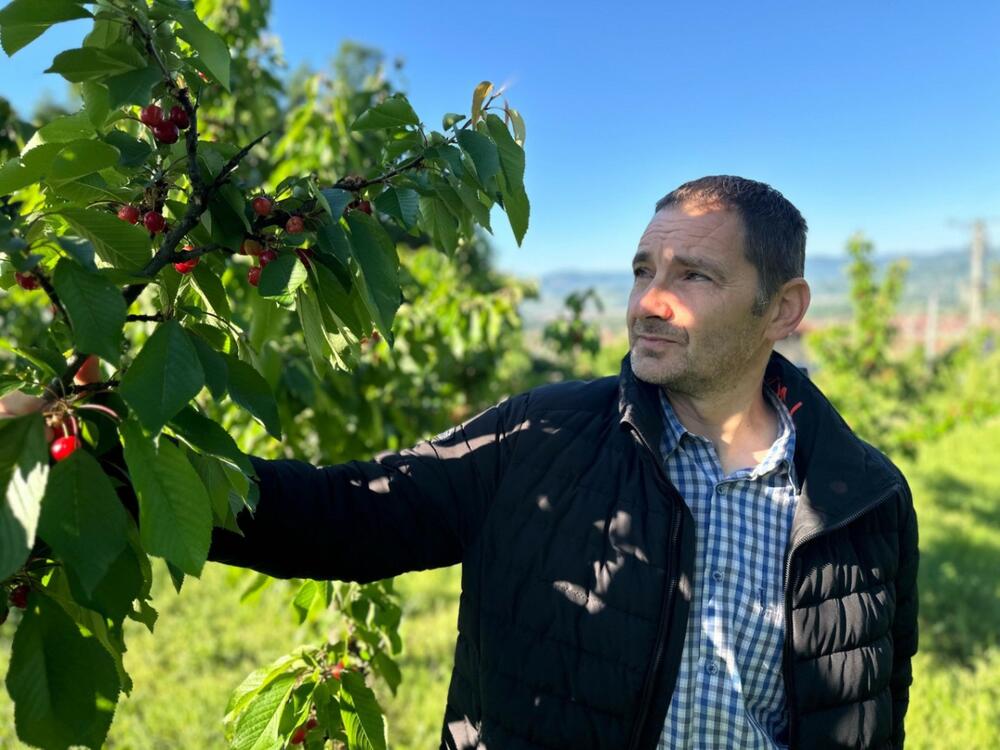 Počela berba trešanja u selima širom Srbije: Stigle domaće, nema više 