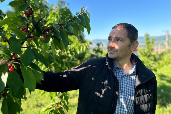 Počela berba trešanja u selima širom Srbije: Stigle domaće, nema više "pljačkanja" po marketima i pijacama (FOTO)