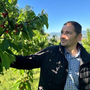 Počela berba trešanja u selima širom Srbije: Stigle domaće, nema više "pljačkanja" po marketima i pijacama (FOTO)