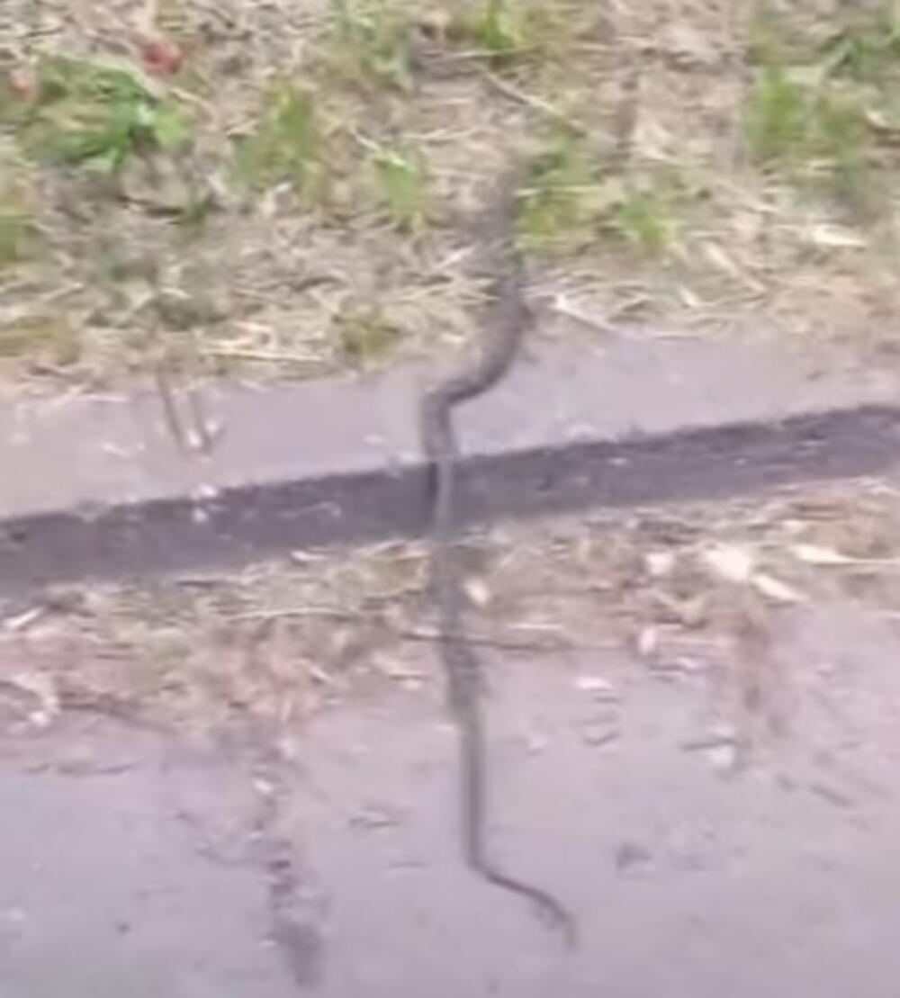 Novosađani u panici: Šok prizor ih zaprepaistio, ogroman GMIZAVAC im uterao STRAH U KOSTI (VIDEO)